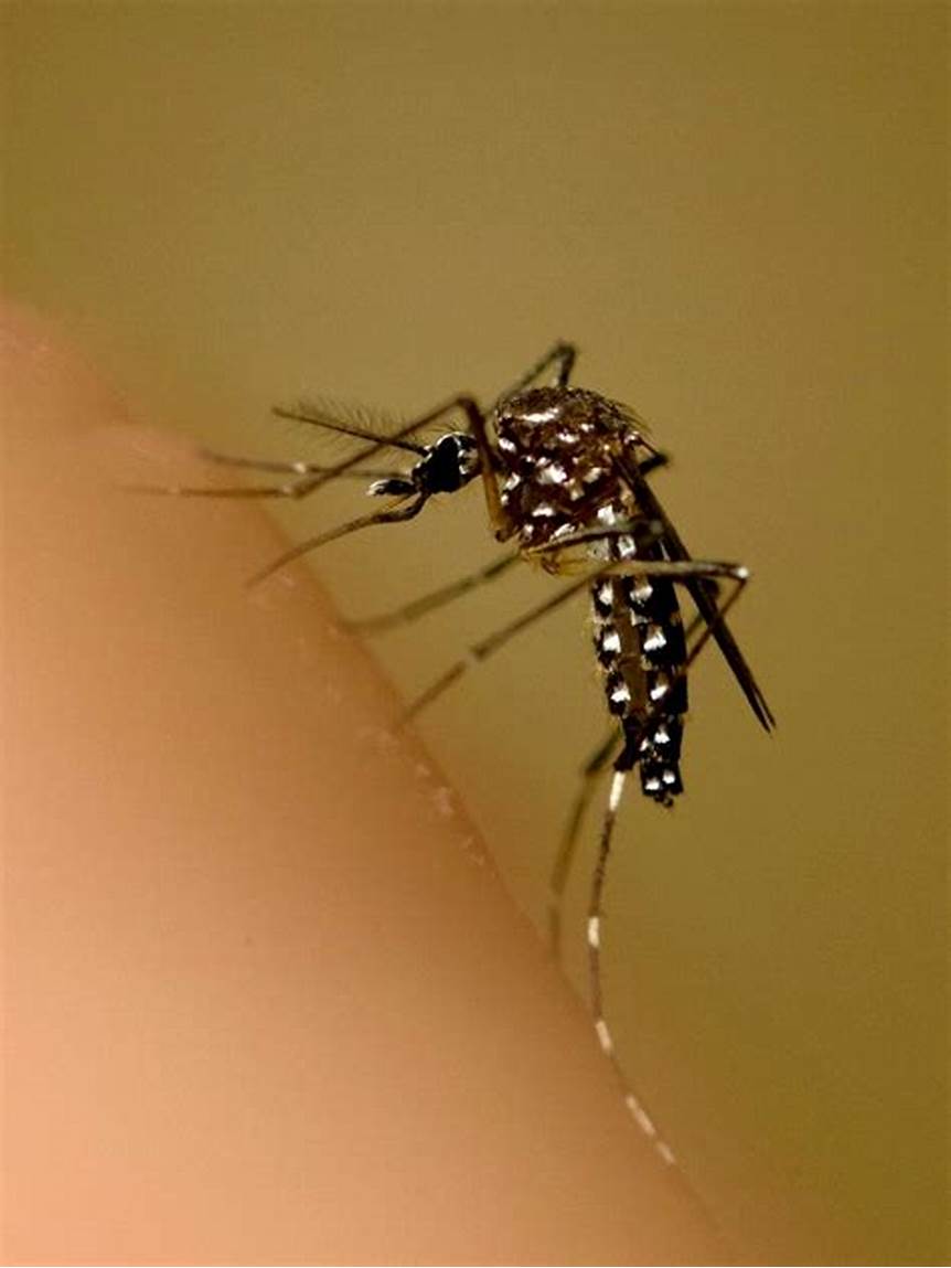 Mosquitoes