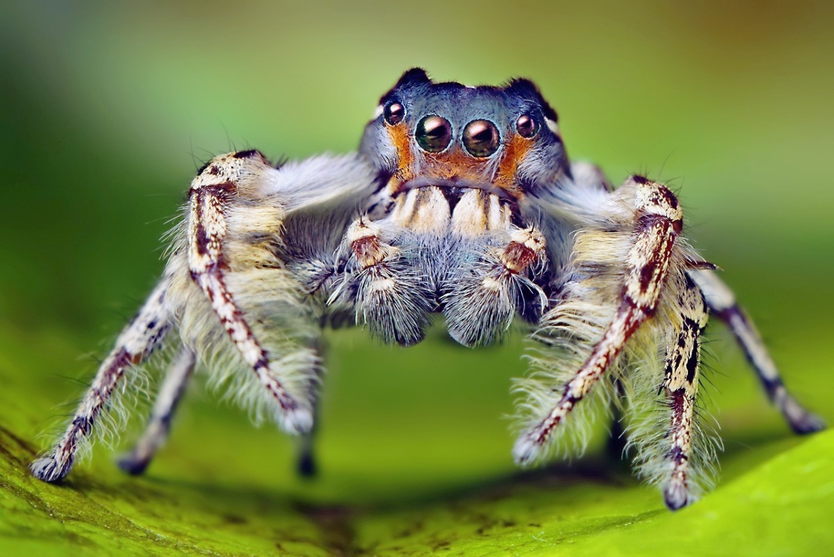Spiders