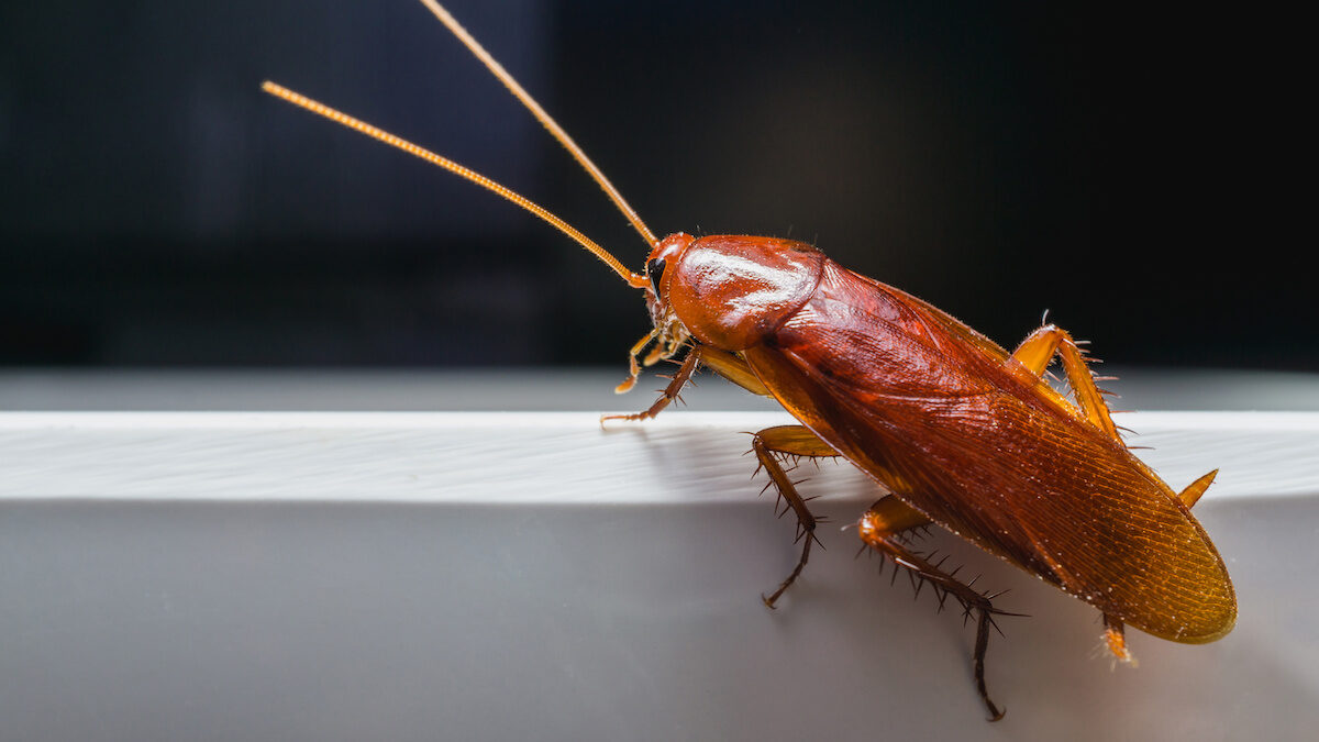 Roaches